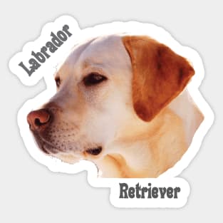 Dog breeds - Labrador Retriever Sticker